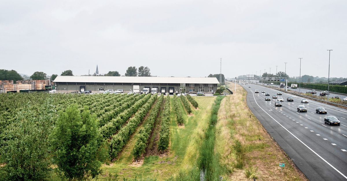 Corona in de fruitteelt: wat ging er mis?