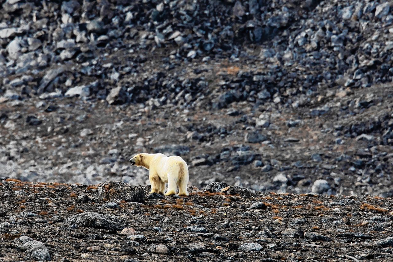 Een jagende ijsbeer op Spitsbergen, waar sinds 1971 zes mensen omkwamen doordat ze werden aanvallen door een ijsbeer.
