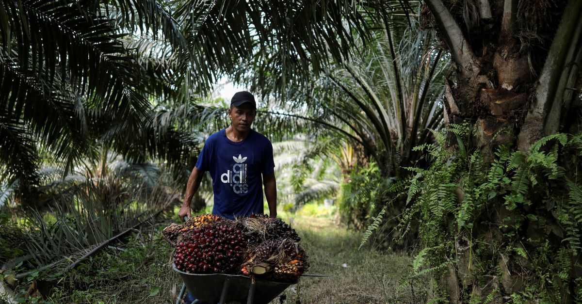 Boikot kelapa sawit?  Alih-alih membuat sektor ini lebih berkelanjutan, kata para peneliti