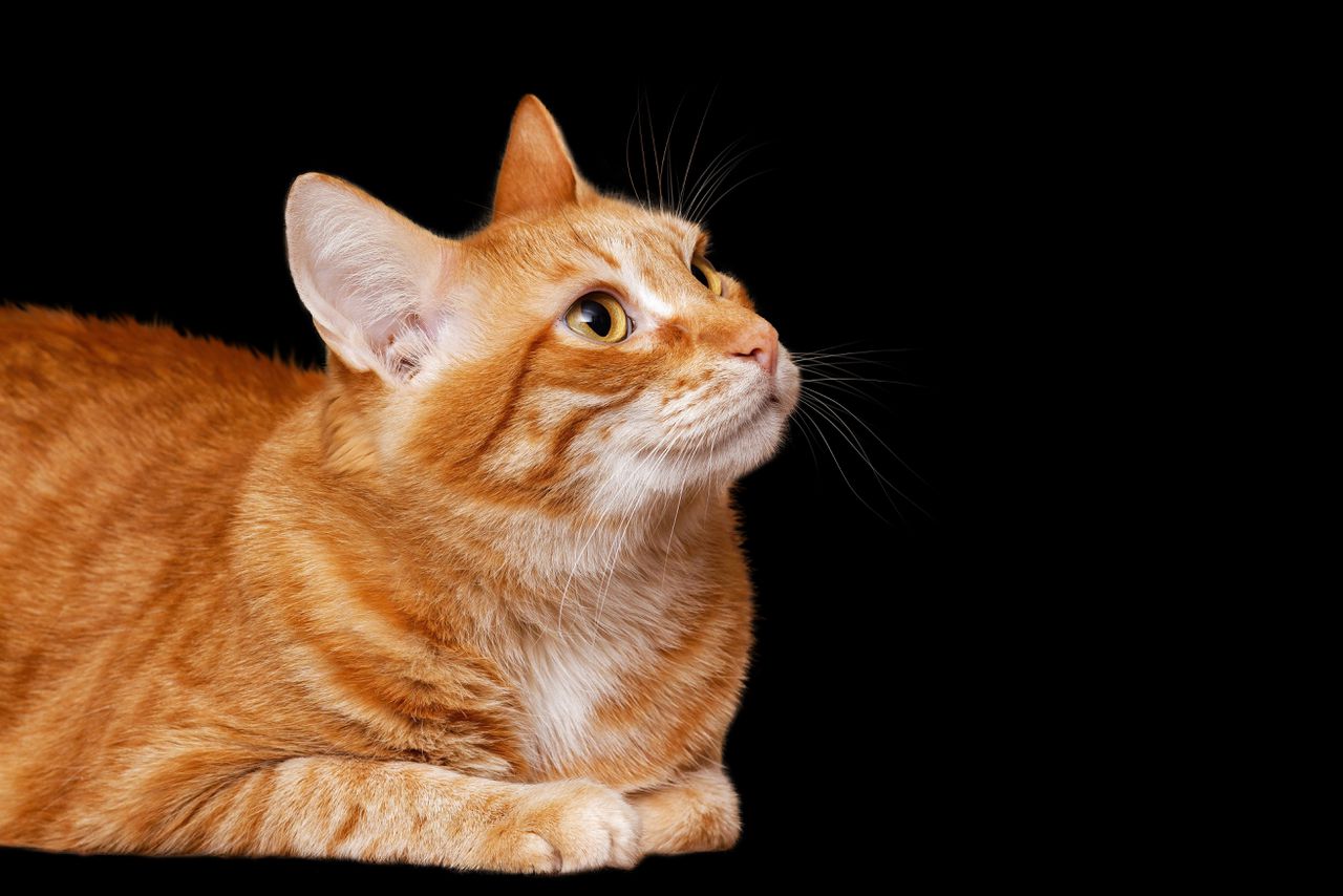 A missing piece of code on one gene determines whether a cat turns red