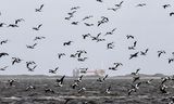 Schell's ducks (and some Brent geese) above the Wadden Sea near Ternard. In the distance is the NAM gas production platform in the North Sea near Ameland.