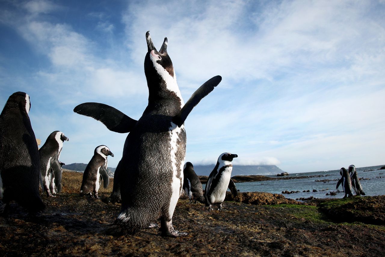 Hun vlees, hun eieren, hun poep, hun leven – alles van de pinguïns wordt geroofd 