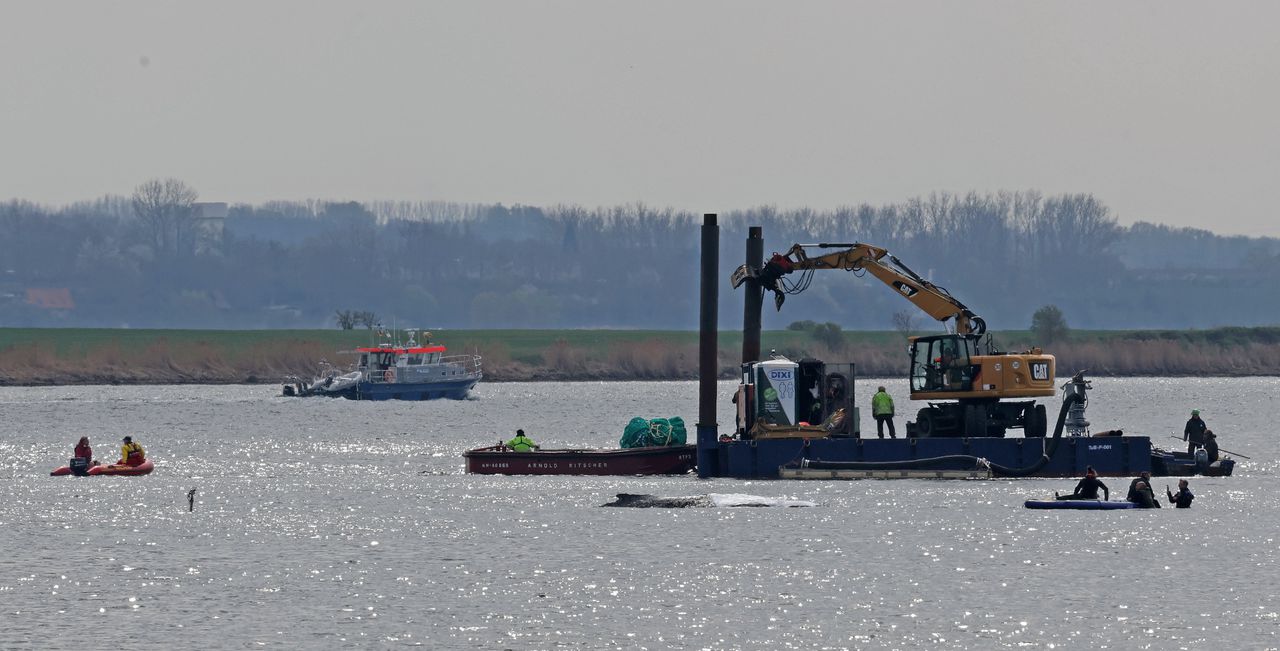 Stranded Humpback Whale Highlights Lack of German Response Protocol