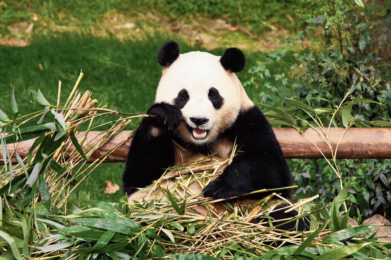 Panda's als muze voor Chinese poëten 