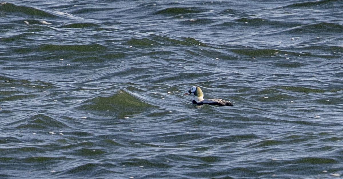 De brileider van Texel, de bekendste watervogel van Nederland, is overleden