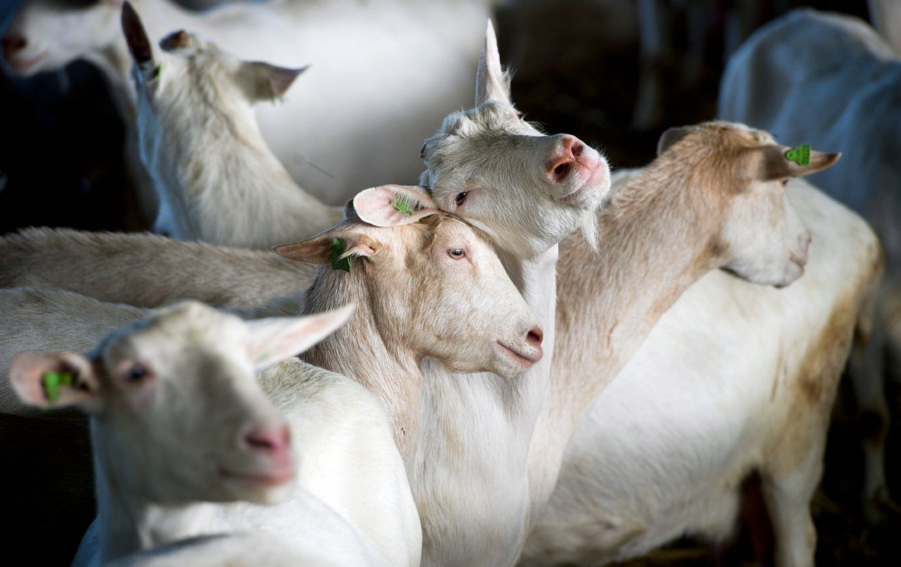 In 2007 werd Q-koorts geconstateerd op een geitenboerderij in Brabant.