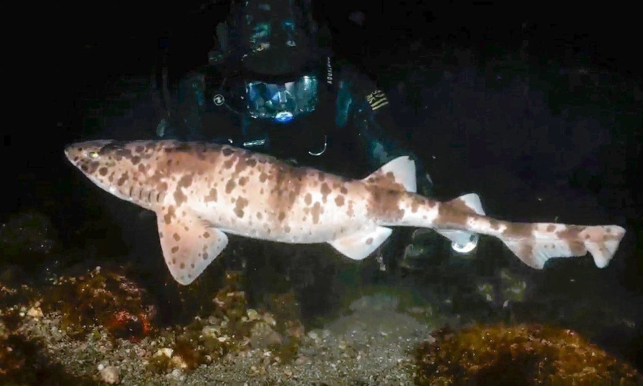 Haaien in alle soorten en maten op Discovery deze week, met scherpe tanden en veel bloed 